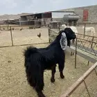 معزا بلديات حو من المعزا الاوله
