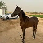 مهره شعبيه