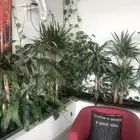 اشجار زينه داخليه طبيعيه للمقاهي للمطاعم للبيوت