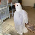 فرخ روز اليف هدد