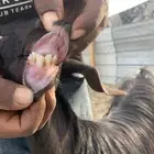 للبيع عنز حليب سنها موضح بالصوره الصحه شرط الموقع الخرج