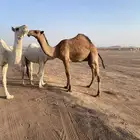 قعود حق علا بعير بن قشعان العتيبي