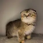 قطط سكوتش فولد تربل