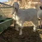 جفرات مطورات للبيع 5 شهور