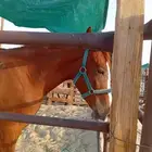 فرس شعبية جاهزه للتشبيه