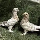 السلام عليكم زوج ارفلي