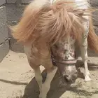 عرض جديد بي اسعار مناسبه ((بوني ))و((سيسي)) لاي الليجار