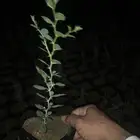 شتلات سدر فياض سدر بري 3