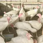 دجاج وديوك رومي جامبو ابيض ( تم البيع )