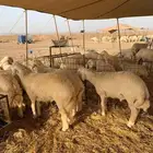 ذبائح حري طليان ذبايح مناسبات صلاخ توصيل