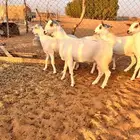 جفار بيشيات