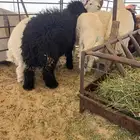 حلال حريات و نعيم