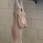 ذبايح مرابي عسير