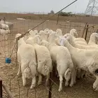 حري ذبائح مناسبات ذبايح ثلاجه يوجد صلخ وتوصيل