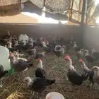 دجاج فيومي