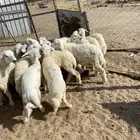 الشميسي طريق الخواجات يتجه حوش الجابري قبل في اليسار