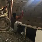 دجاج بلدي للبيع