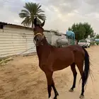 فرس شعبيه للبيع