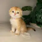 قطط سكوتش فولد للبيع