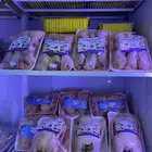 حمام فرنسي - سمان - بط دجاج زغاليل