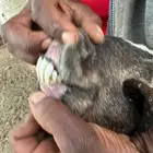 عروض ضان وفحل وحايل