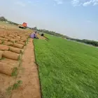 نجيله C2000 عشب طبيعي ثيل