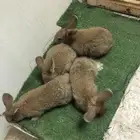 اطقم ارانب الشنشيلا العملاق( تم البيع)
