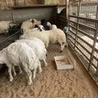 ذبايح نعيمي نجدي حري تيوس يوجد ذبح توصيل