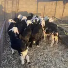 للبيع بهم نجد طيب ونظيف ومراح نظيف