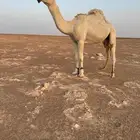 للبيع قعود صاهودي طيب