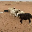 شياه