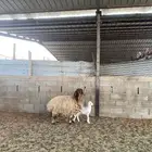 نعيميه معها رخل