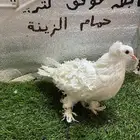 حمام مفتل