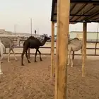 6 حشو طيبات
