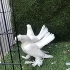 طبات كرنقو