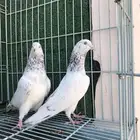 حمام باكستاني قولدن ( تم البيع )
