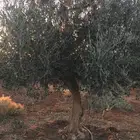 شجر الزيتون قسم الزراعه لدى الشركه