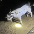 تيوس فحل