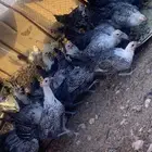 دجاج فيوي بشاير العمر 3 شهور ونص