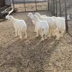 ذبايح للبيع تم البيع
