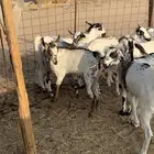 جفرات بيشيات صنف