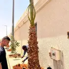 تركيب شبك وزراعه نخيل نخل شبك