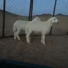 طليان حرات بريات الموقع الشملي