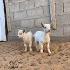 للبيع تيس ماعز قزم