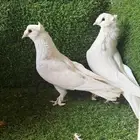 زوج تركي ابيض