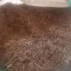 بذر رودس زنمباوي