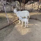 شاه خلفه