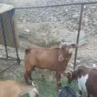 تيس فحل مشروط