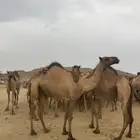 ذود للبيع