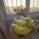 فروخ بادجي غر
